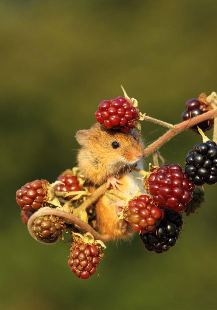 Garden's Whisper: Pure Berry Medley Mix